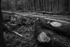 Photo: Mihai Stoica