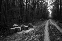 Photo: Mihai Stoica